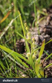 Attēlu rezultāti vaicājumam “Sparganium minimum”