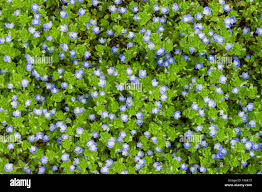 Attēlu rezultāti vaicājumam “Veronica filiformis flower”