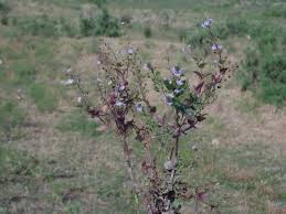 Attēlu rezultāti vaicājumam “Veronica anagallis-aquatica fruit”