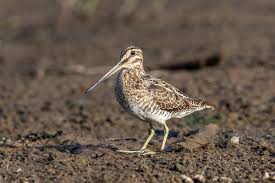 Image result for Gallinago delicata