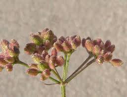 Attēlu rezultāti vaicājumam “Torilis japonica leaf”