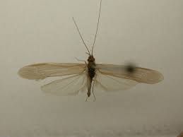 Attēlu rezultāti vaicājumam “Oecetis ochracea”