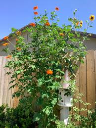 Image result for Tithonia rotundifolia