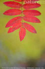 Attēlu rezultāti vaicājumam “Sorbus aucuparia leaf”