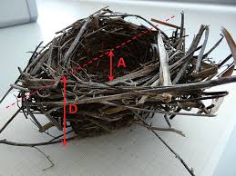 Attēlu rezultāti vaicājumam “Emberiza schoeniclus nest”