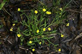 Attēlu rezultāti vaicājumam “Ranunculus flammula”