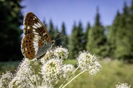 Attēlu rezultāti vaicājumam “Limenitis camilla upperside”