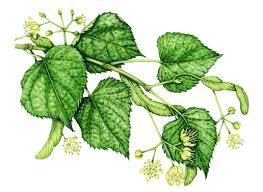 Attēlu rezultāti vaicājumam “Tilia cordata”