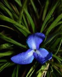Image result for tillandsia umbellata