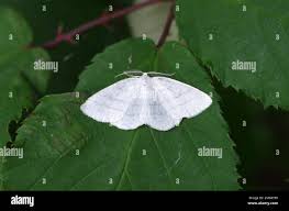 Attēlu rezultāti vaicājumam “Cabera pusaria male”