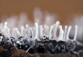 Attēlu rezultāti vaicājumam “Polycephalomyces tomentosus”