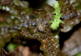 Attēlu rezultāti vaicājumam “Ptenothrix sp.”