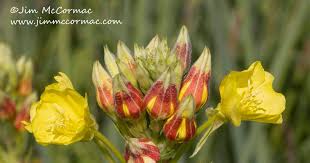Attēlu rezultāti vaicājumam “Oenothera biennis bud”