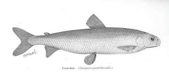 Image result for Coregonus artedi