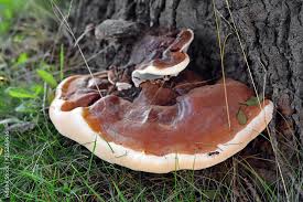 Attēlu rezultāti vaicājumam “Ganoderma applanatum”