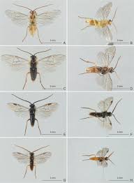 Attēlu rezultāti vaicājumam “Euura brevicornis”