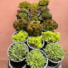 Attēlu rezultāti vaicājumam “Sphagnum platyphyllum”