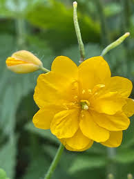 Attēlu rezultāti vaicājumam “Chelidonium majus flower”