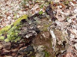 Attēlu rezultāti vaicājumam “Pleuridium subulatum”