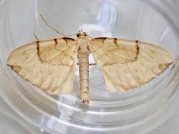 Attēlu rezultāti vaicājumam “Eulithis pyraliata”