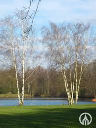 Attēlu rezultāti vaicājumam “Betula pendula”