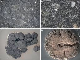 Attēlu rezultāti vaicājumam “Cystocoleus ebeneus”