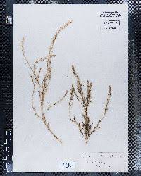 Attēlu rezultāti vaicājumam “Corispermum hyssopifolium fruit”