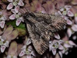 Attēlu rezultāti vaicājumam “Apamea ophiogramma”