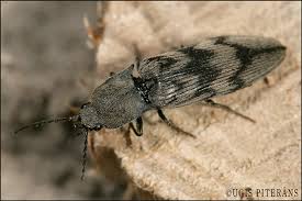 Attēlu rezultāti vaicājumam “Harminius undulatus”