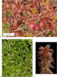 Attēlu rezultāti vaicājumam “Sphagnum angustifolium”