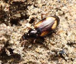 Attēlu rezultāti vaicājumam “Bembidion sp.”