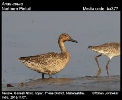 Image result for Anas acuta