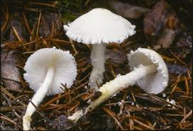 Attēlu rezultāti vaicājumam “Lepiota clypeolaria”