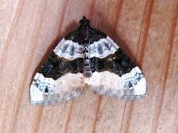 Attēlu rezultāti vaicājumam “Cosmorhoe ocellata”