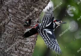 Attēlu rezultāti vaicājumam “Dendrocopos leucotos”