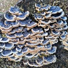 Attēlu rezultāti vaicājumam “Trametes versicolor”