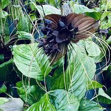 Image result for Tacca chantrieri