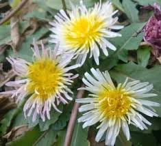 Attēlu rezultāti vaicājumam “Taraxacum”