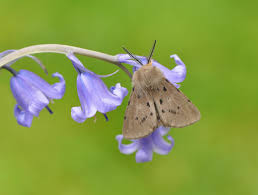 Attēlu rezultāti vaicājumam “Diaphora mendica female”