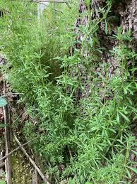 Attēlu rezultāti vaicājumam “Cribraria splendens stalked”