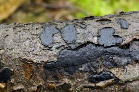 Attēlu rezultāti vaicājumam “Biscogniauxia marginata”