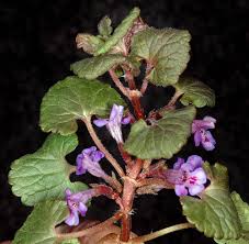 Image result for Glechoma hederacea