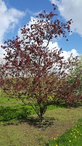 Attēlu rezultāti vaicājumam “Malus purpurea leaf”