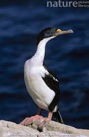 Attēlu rezultāti vaicājumam “Phalacrocorax carbo adult”