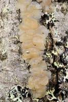 Attēlu rezultāti vaicājumam “Exidia cartilaginea”