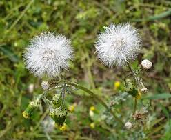 Attēlu rezultāti vaicājumam “Senecio vulgaris flower”