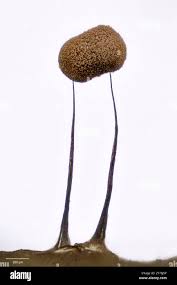 Attēlu rezultāti vaicājumam “Paradiacheopsis sp.”