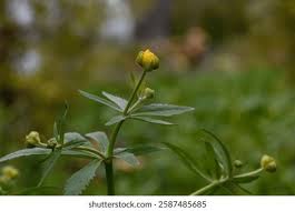 Attēlu rezultāti vaicājumam “Ranunculus lanuginosus bud”