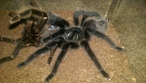 Znalezione obrazy dla zapytania Grammostola grossa