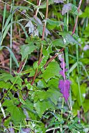 Attēlu rezultāti vaicājumam “Mycelis muralis leaf”